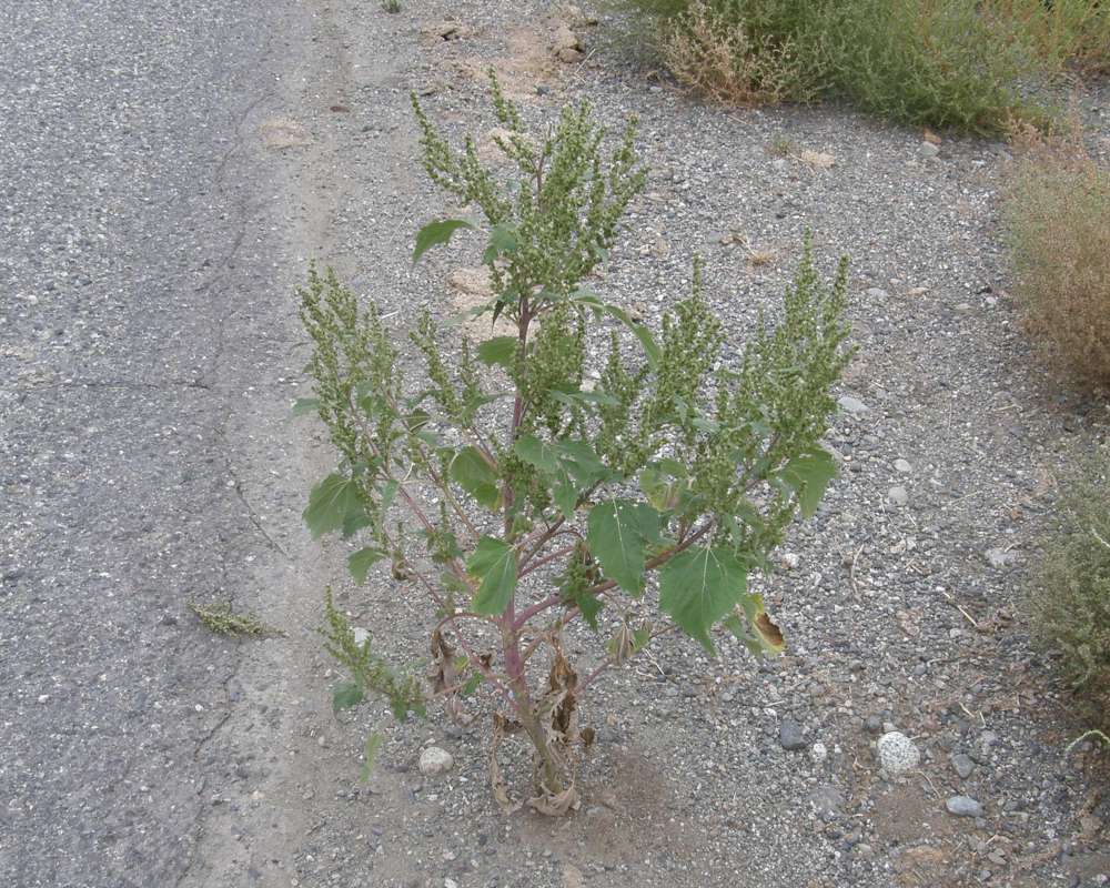 Habitat View<br>(Location of Picture: Okanogan, Wa, USA, 2009)