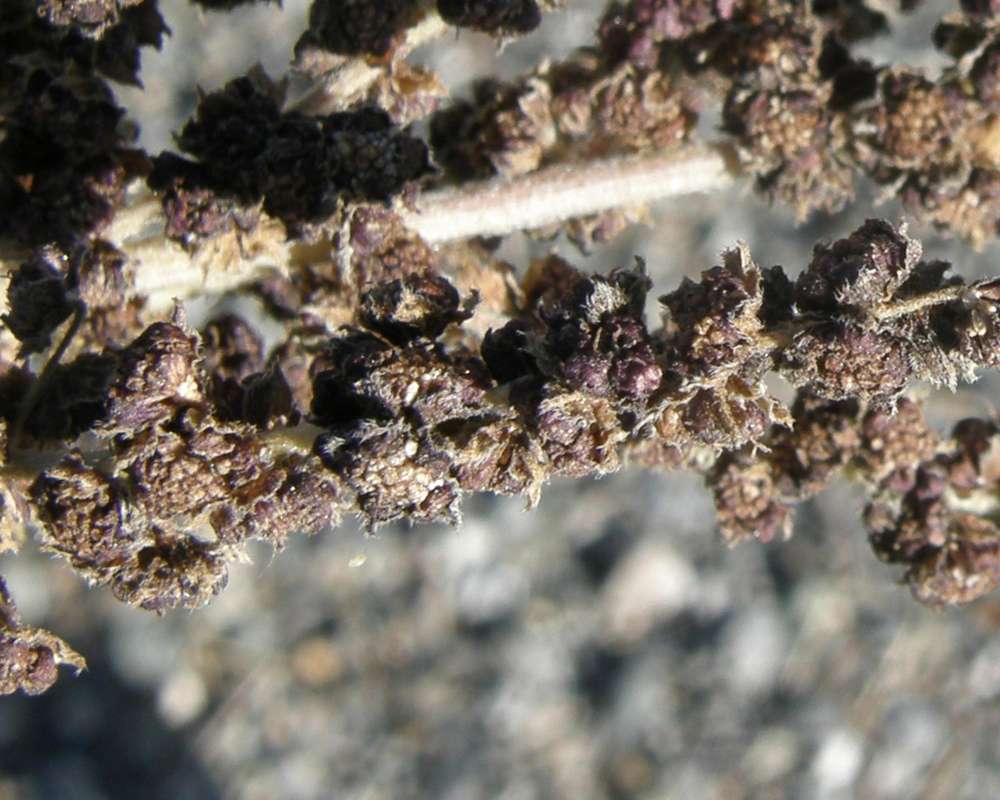 Seeds Close<br>(Location of Picture: Okanogan, Wa, USA, 2009)