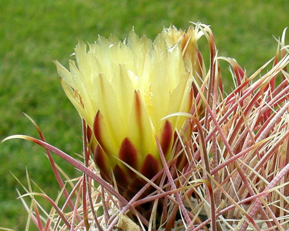 Flower - Side View<br>(Location of Picture: Private Home, Washington, USA, 2009)