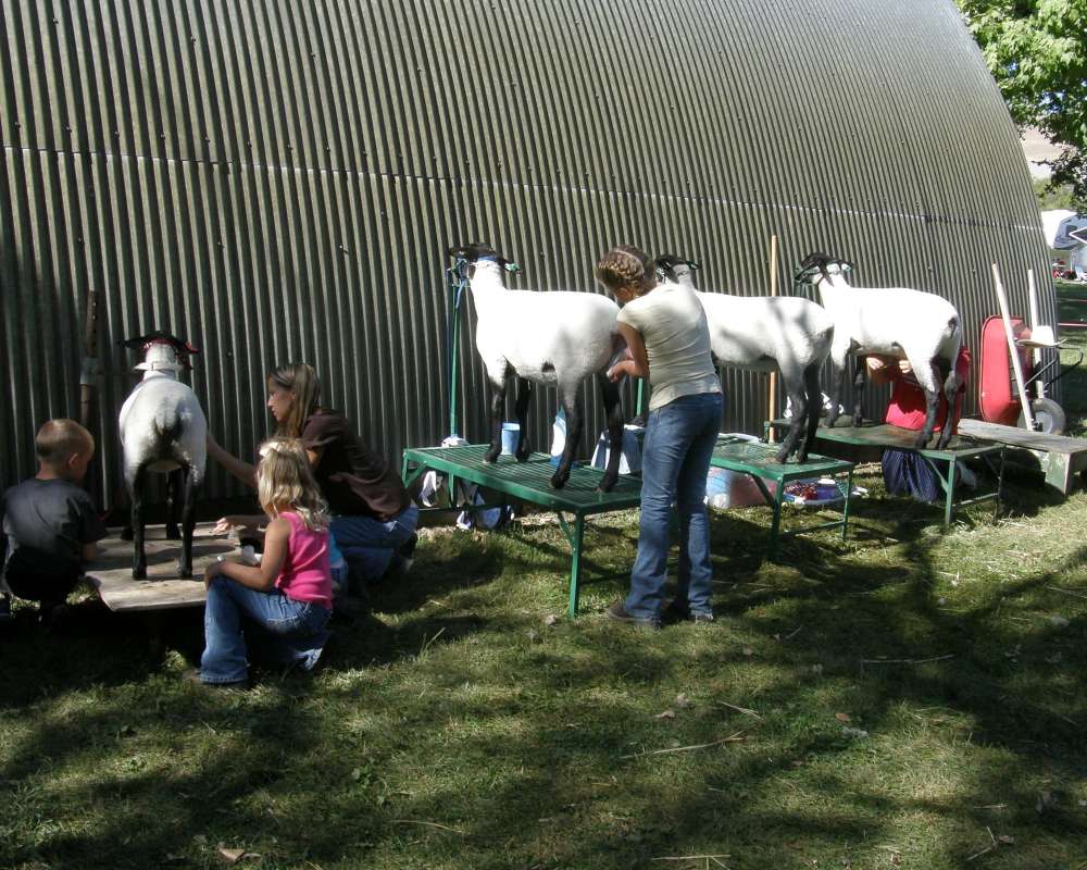 Getting Read To Show At Fair<br>(Location of Picture: County Fair, Okanogan, Wa, USA, 09)