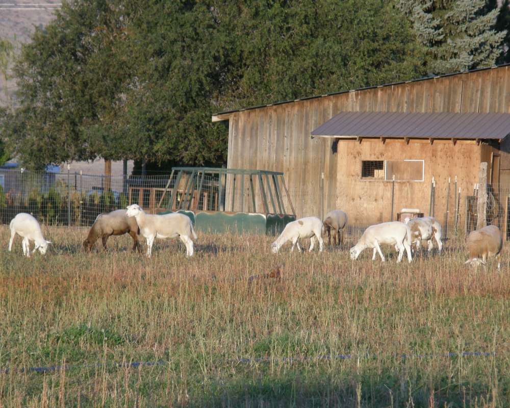 View Of Sheep Ranch - Close View<br>(Location of Picture: Omak, Washington, USA, 2009)