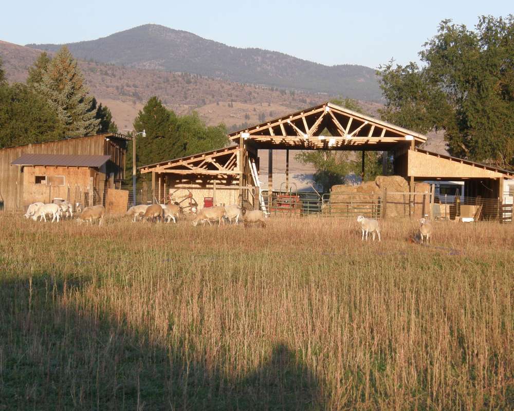 View Of Sheep Ranch - Distant View<br>(Location of Picture: Omak, Washington, USA, 2009)