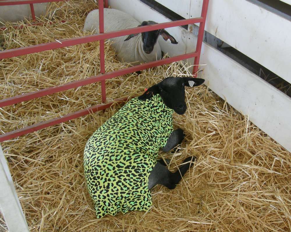 Taken At County Fair<br>(Location of Picture: Okanogan, Washington, USA, 2009)
