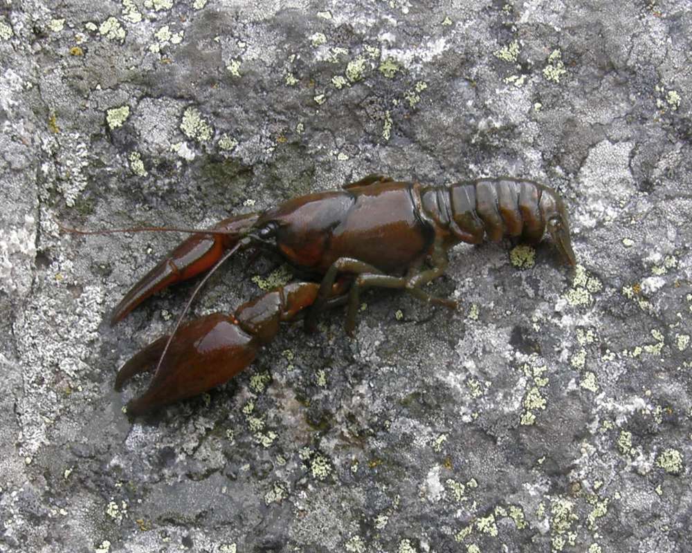 Angle View<br>(Location of Picture: Rock Lake, Washington, USA, 2009)