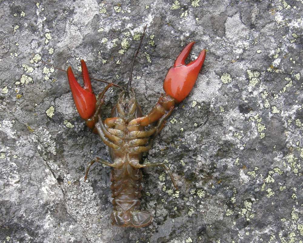 Ventral View Of Specimen<br>(Location of Picture: Rock Lake, Washington, USA, 2009)
