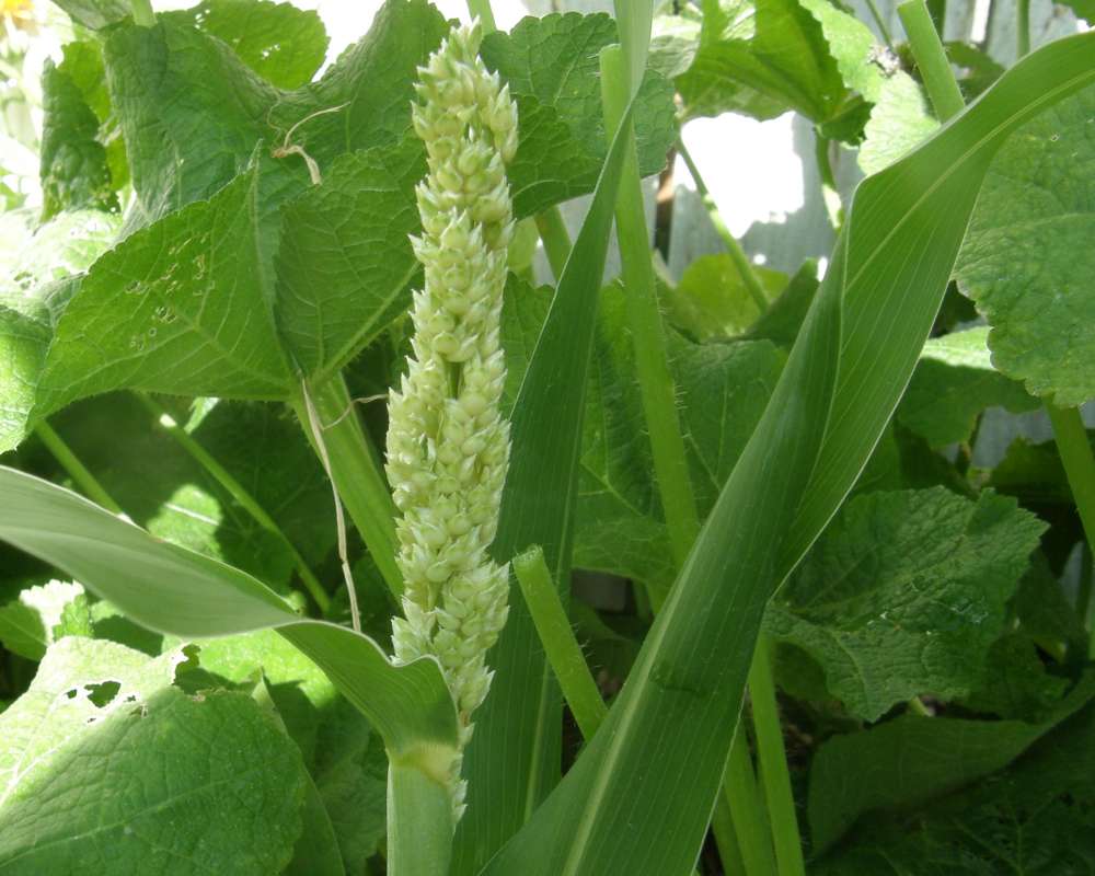 Panicle<br>(Location of Picture: Okanogan, Wa, USA, 2009)