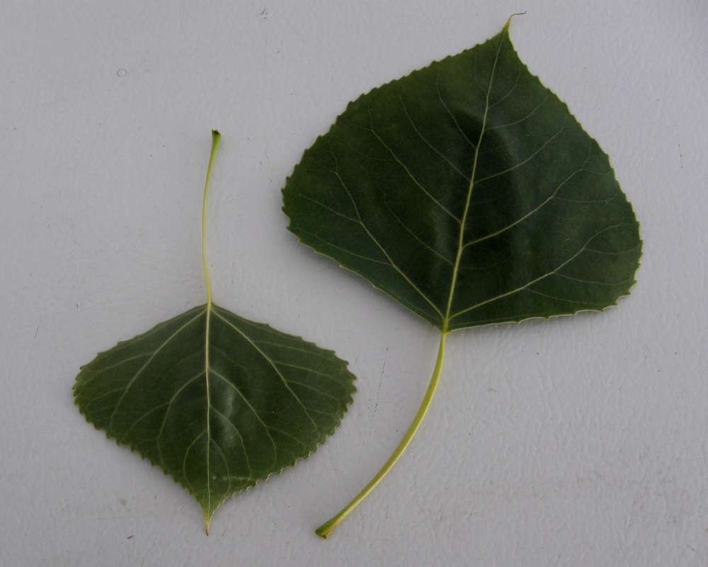 Leaves<br>(Location of Picture: Okanogan, Washington, USA, 2009)
