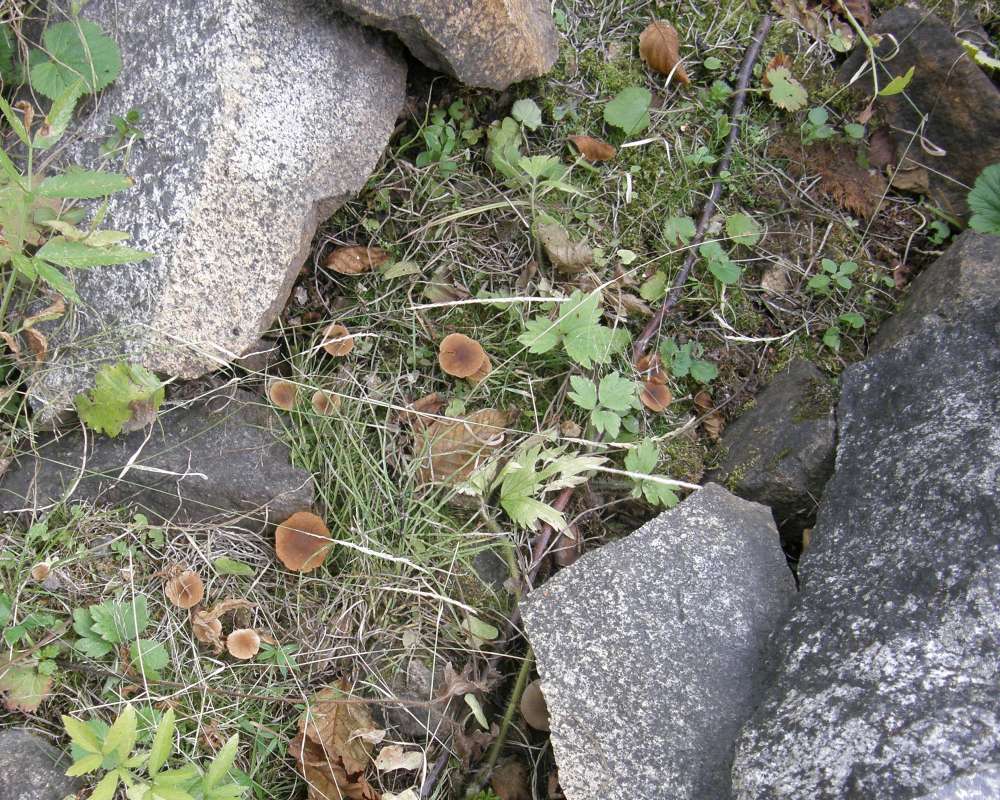 Habitat View<br>(Location of Picture: Okanogan, Washington, USA, 2009)