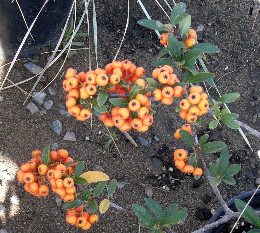 Fruits<br>(Location of Picture: Shady Creek Nursery, Wa, USA, 2009)