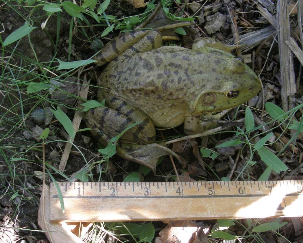 Close View With Ruler
