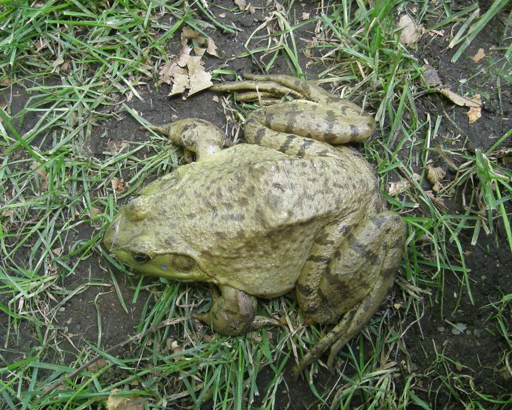 Dorsal View