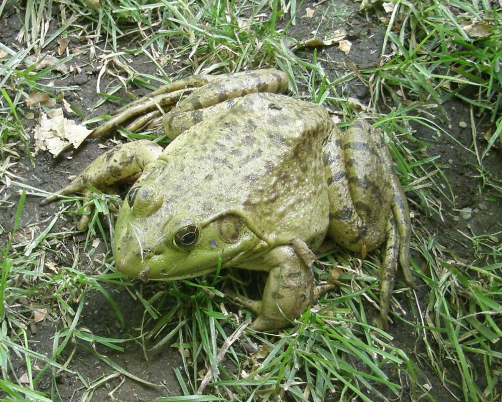 Angle View in  Habitat