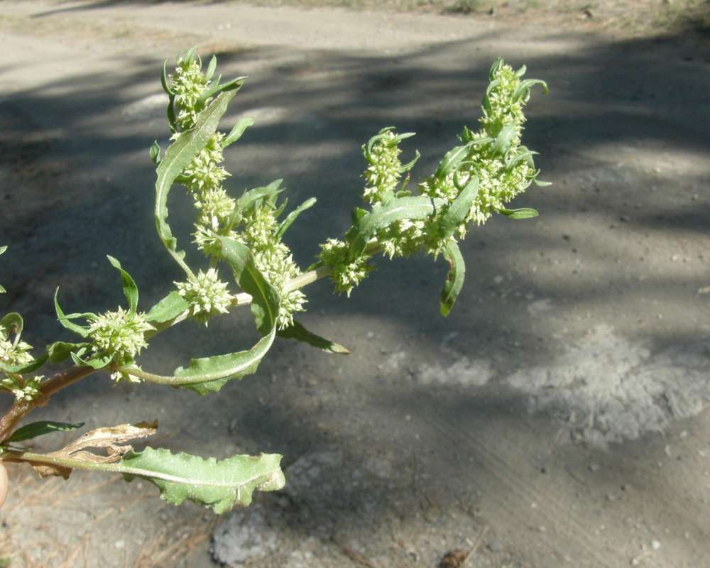 Top Of Plant<br>(Location of Picture: Blue Lake, Wa, USA, 2009)