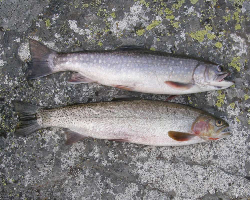 Salvelinus Fontinalis - Top, Salmo Clarki Lowest<br>(Location of Picture: Rock Lake, Washington, USA, 2009)