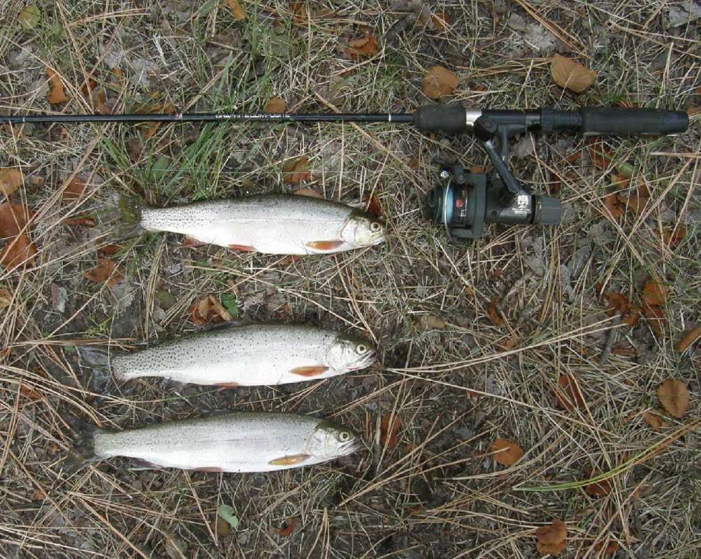 S Clarki - Recent Catch With Rod<br>(Location of Picture: Rock Lake, Washington, USA, 2009)