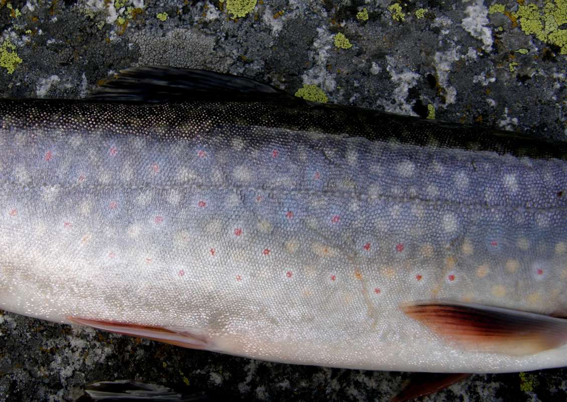Close View Of Side<br>(Location of Picture: Rock Lake, Washington, USA, 2009)