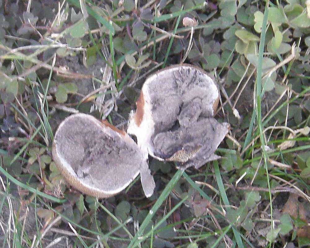 Cut Open View<br>(Location of Picture: Okanogan, Wa, USA, 2009)