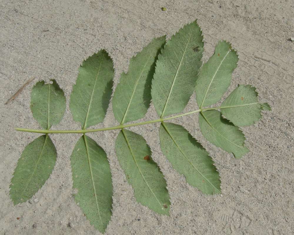 11 Leaflets - Underside View<br>(Location of Picture: Rock Lake, Washington, USA, 2009)