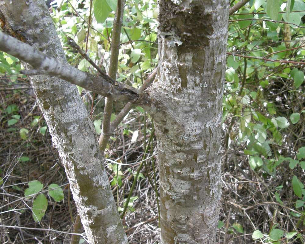 Bark<br>(Location of Picture: Rock Lake, Washington, USA, 2009)