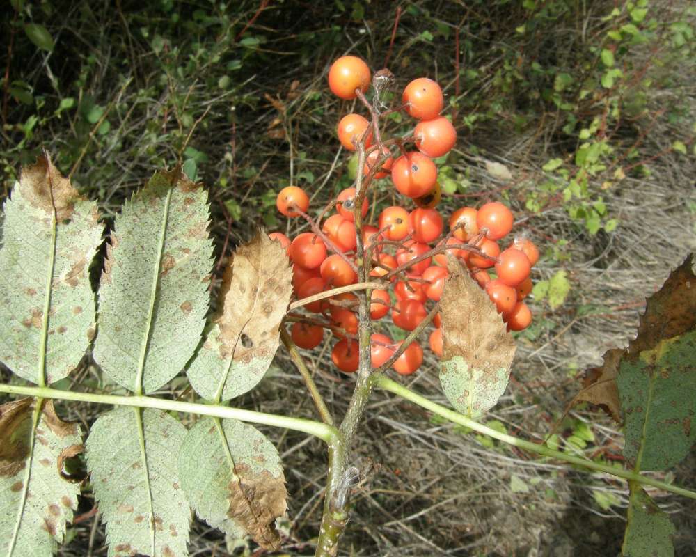 Fruits and Leaf Underside<br>(Location of Picture: Rock Lake, Washington, USA, 2009)
