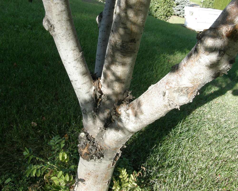 Trunk