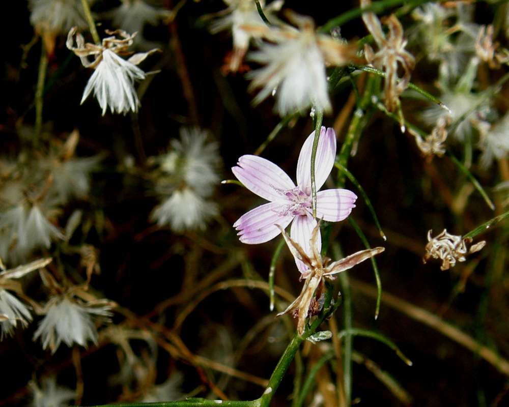 Flower - Front View