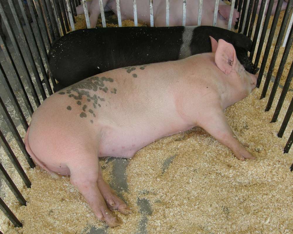 Two Different<br>(Location of Picture: Okanogan County Fair, Wa, USA, '09)