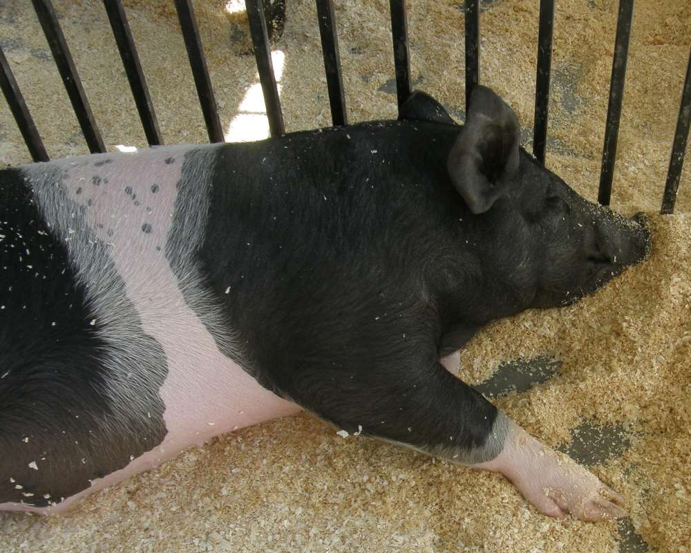 Black and Pink<br>(Location of Picture: Okanogan County Fair, Wa, USA, '09)