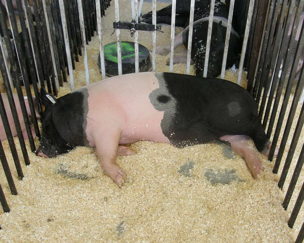 Black and Pink<br>(Location of Picture: Okanogan County Fair, Wa, USA, '09)