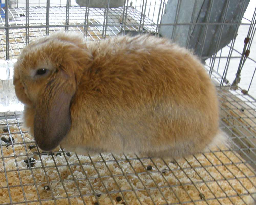 Side View - Black and White<br>(Location of Picture: Okanogan County Fair, Wa, 2010)<br>(Location of Picture: Okanogan County Fair, Wa, 2009)
