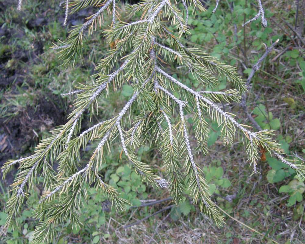 Twigs and Needs<br>(Location of Picture: Ornamental, Okanogan, Wa, 2009)