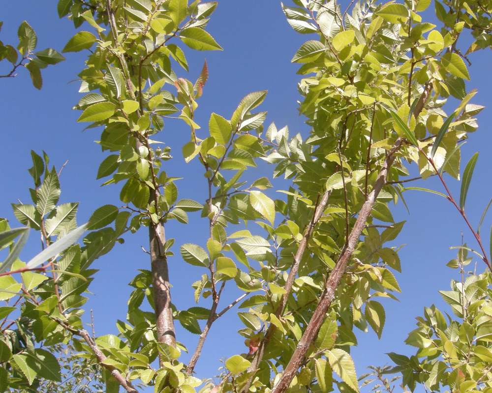 Branch<br>(Location of Picture: Shady Creek Nursery, Wa, USA, 2009)