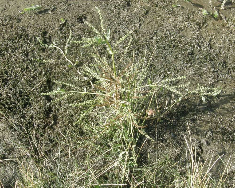 Habitat View<br>(Location of Picture: Conconully, Washington, USA, 2009)
