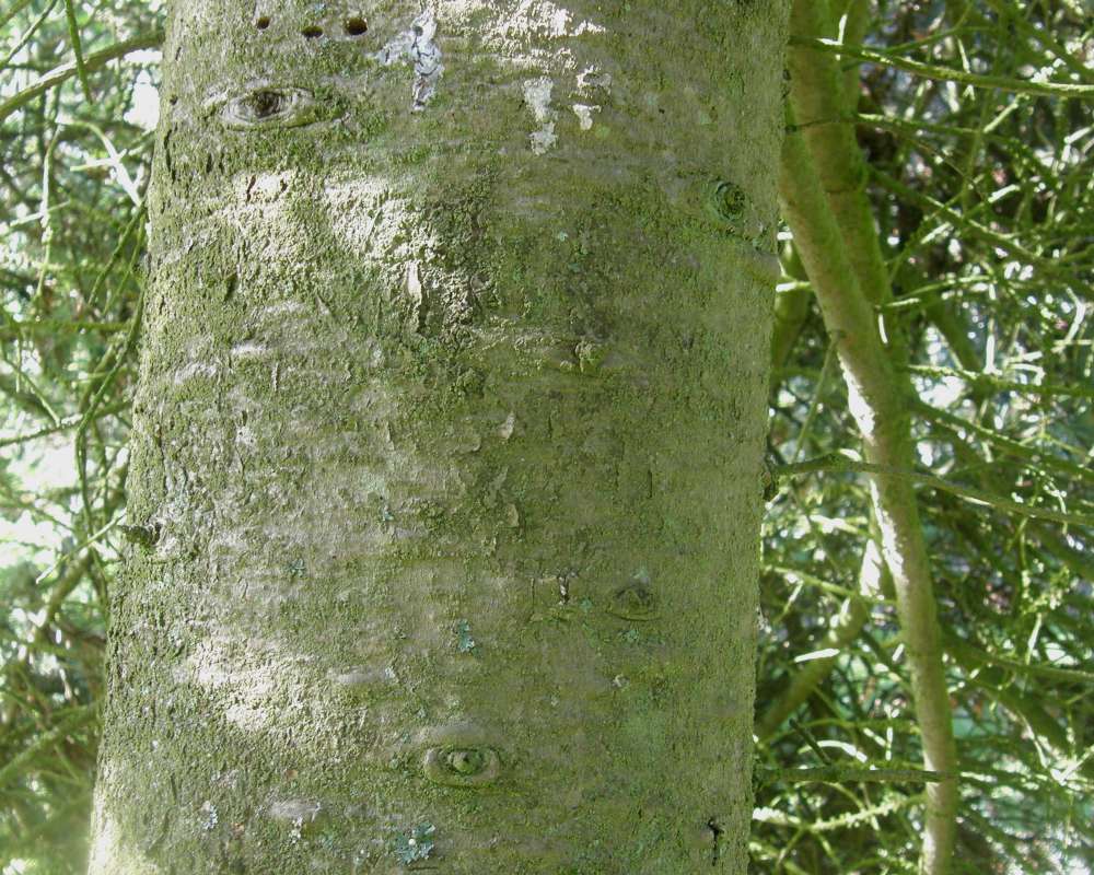 Bark<br>(Location of Picture: UW, Seattle, Wa, USA, Apr, 2010)