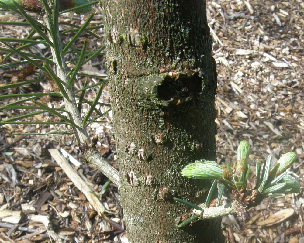 Bark<br>(Location of Picture: UW, Seattle, Wa, USA, Apr, 2010)