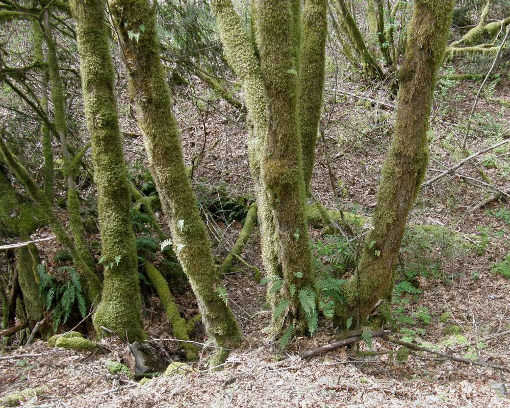Trunks<br>(Location of Picture: UW, Seattle, Wa, USA, Apr, 2010)