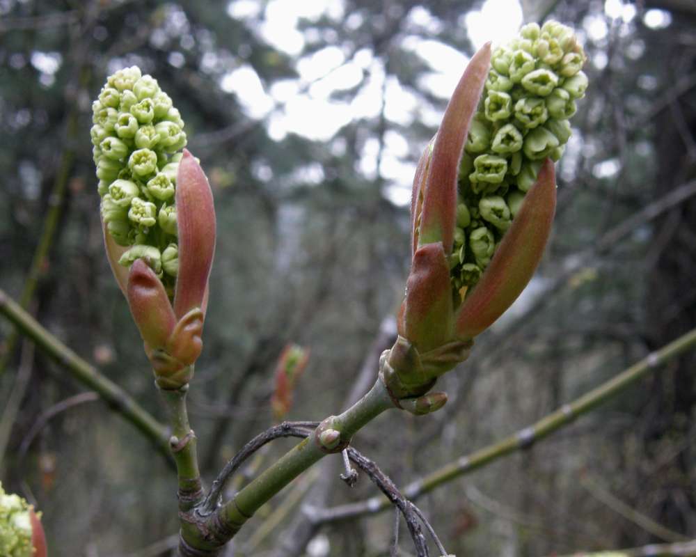 Bud<br>(Location of Picture: UW, Seattle, Wa, USA, Apr, 2010)