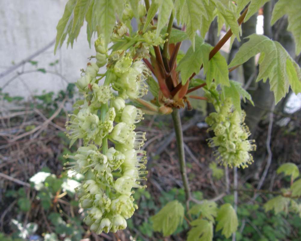 Flowers<br>(Location of Picture: UW, Seattle, Wa, USA, Apr, 2010)