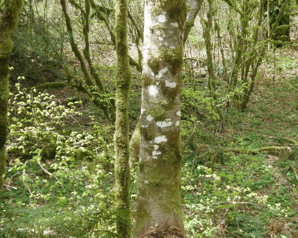 Trunk<br>(Location of Picture: UW, Seattle, Wa, USA, Apr, 2010)