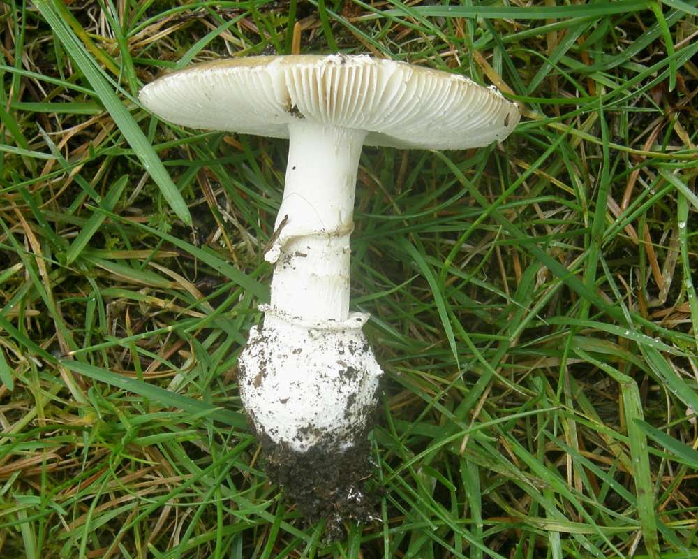 Side View<br>(Location of Picture: Olympia, Washington, April 2010)