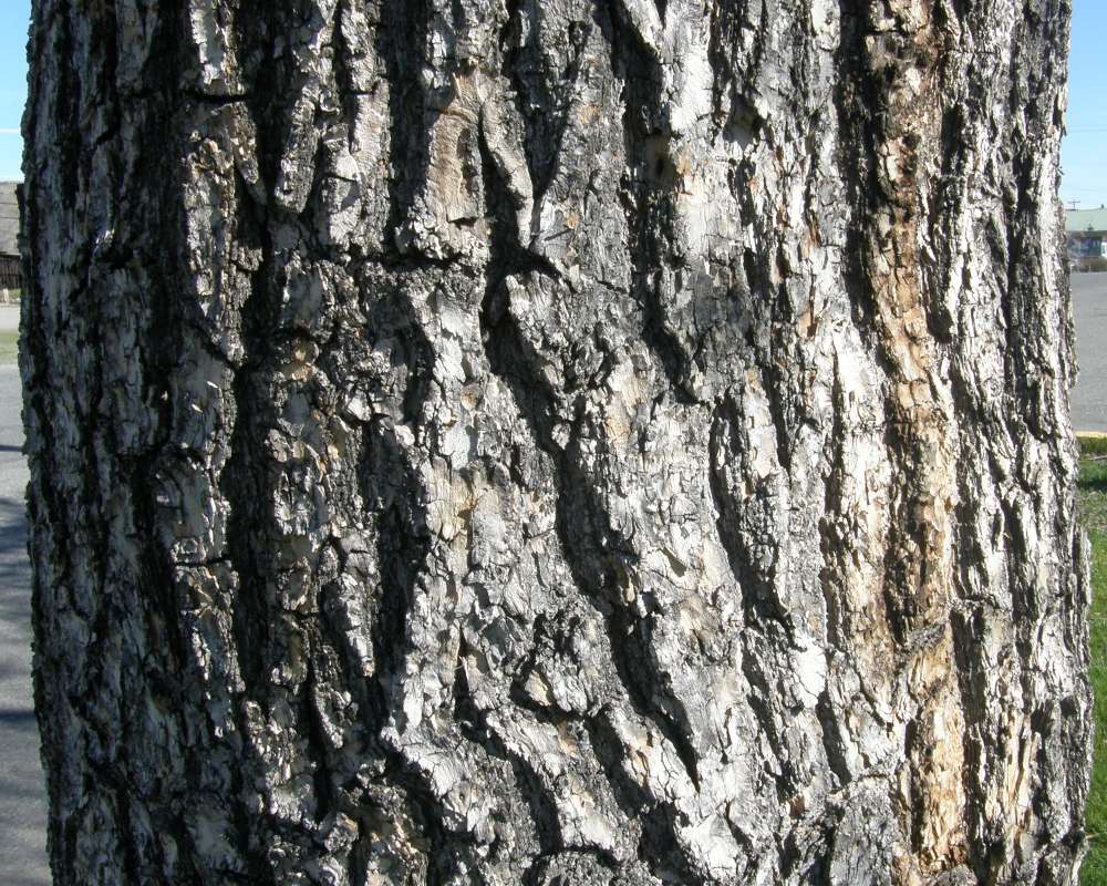 Bark<br>(Location of Picture: Ornamental, Okanogan, Wa., USA, '10)