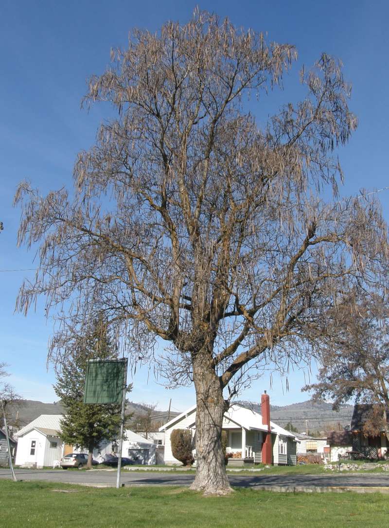 Silhouette - Showing Hanging Pods<br>(Location of Picture: Ornamental, Okanogan, Wa., USA, '10)