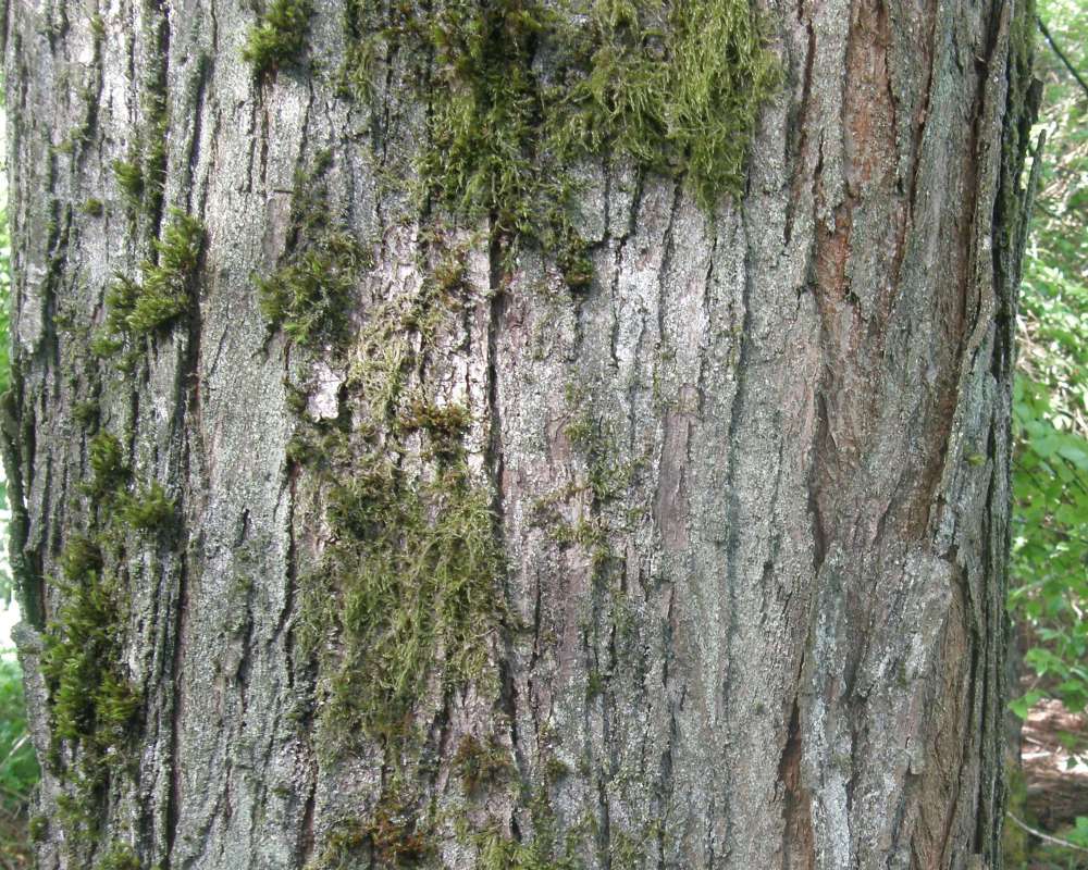 Bark<br>(Location of Picture: UW, Seattle, Wa., USA,  Apr 2010)
