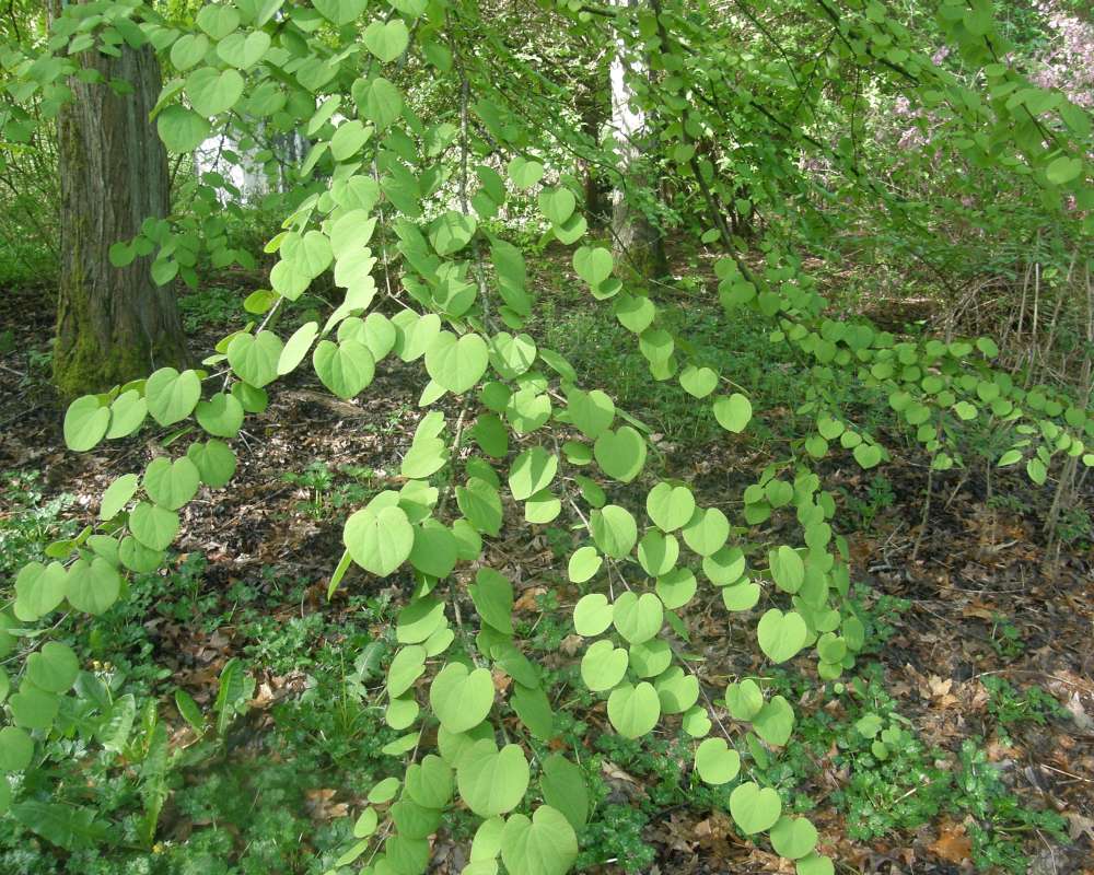 Branch<br>(Location of Picture: UW, Seattle, Wa., USA,  Apr 2010)