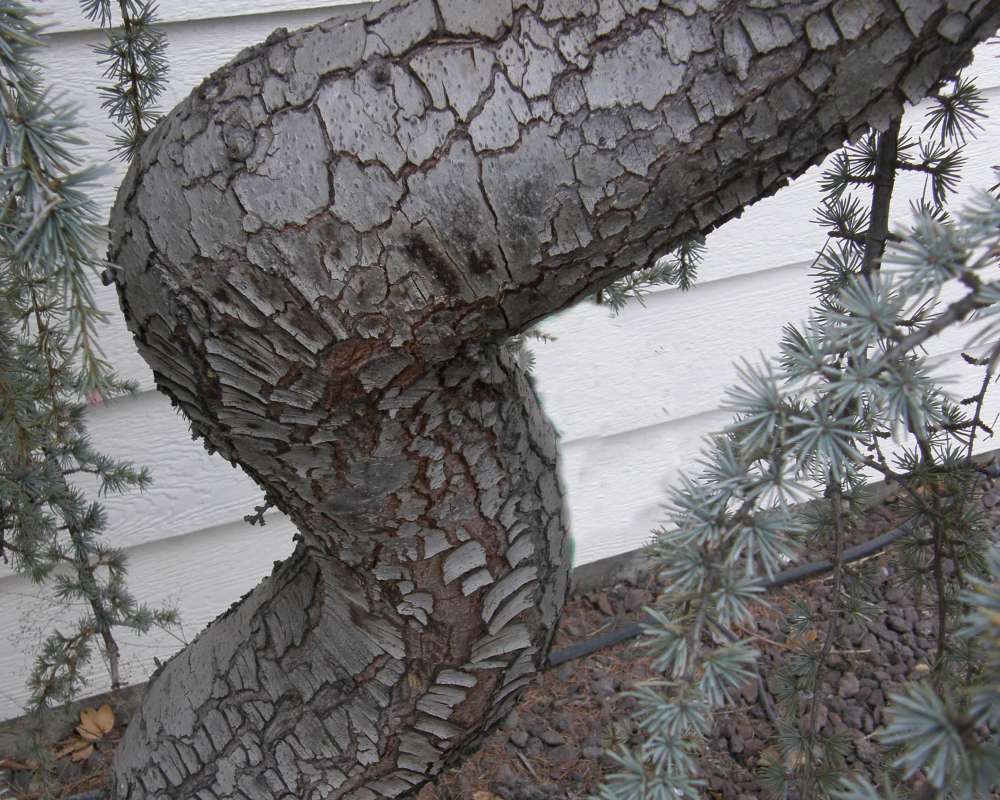 Bark<br>(Location of Picture: Omak, Washington, USA, Spring 2010)