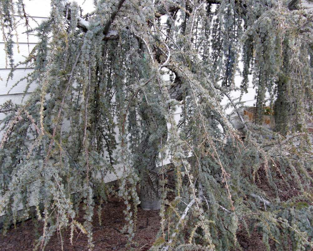 Branches<br>(Location of Picture: Omak, Washington, USA, Spring 2010)