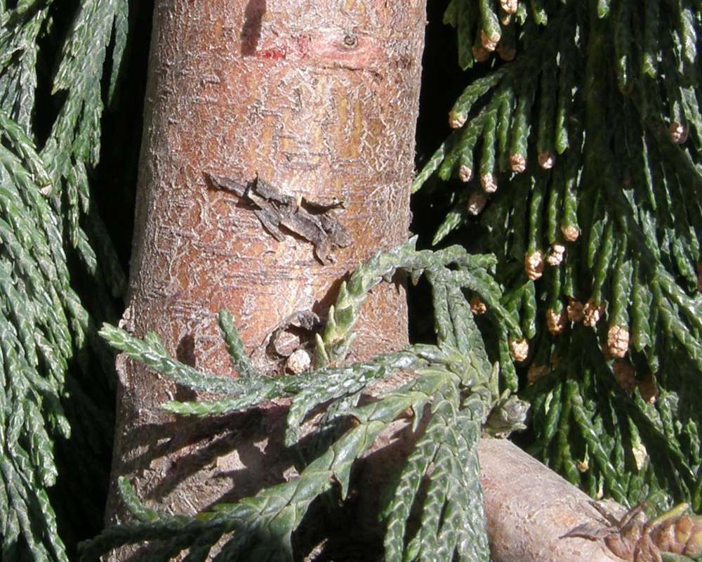 Bark<br>(Location of Picture: UW, Seattle, Wa., , USA, Apr 2010)