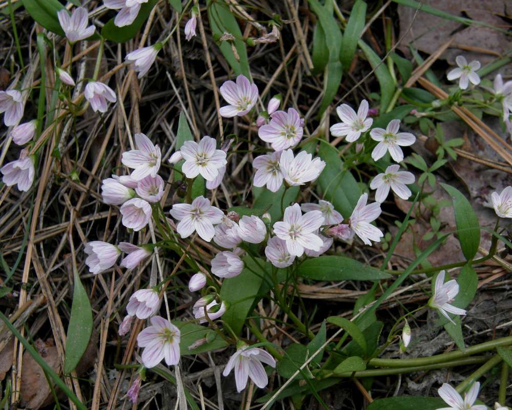 Habitat - Close View<br>(Location of Picture: Leavenworth, Wa., USA, Spring 2010)