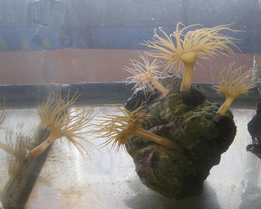 Aquarium View<br>(Location of Picture: Privatge Aquarium, Wa., USA, 2010)