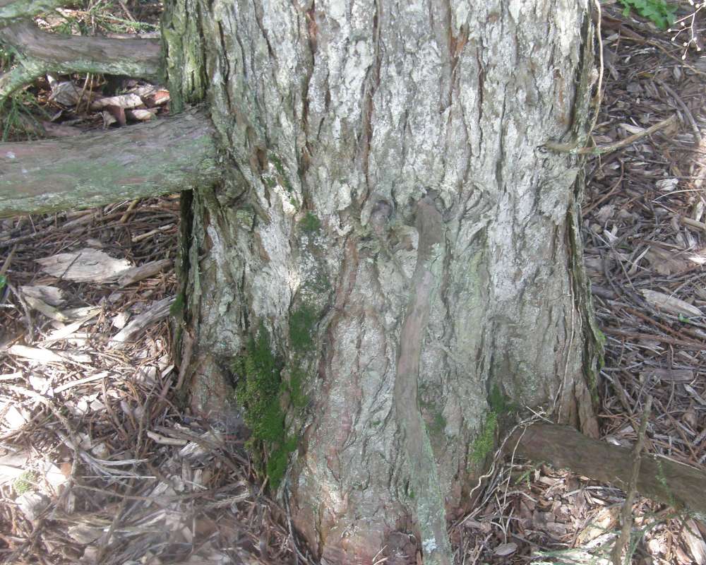 Trunk